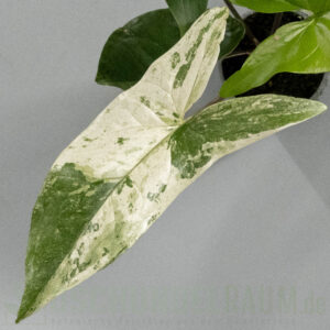 Syngonium Mint of Sumatra