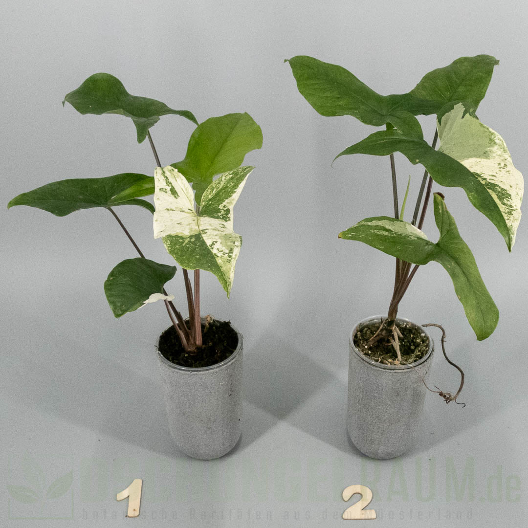Syngonium Mint of Sumatra