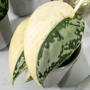 Scindapsus mayari variegata