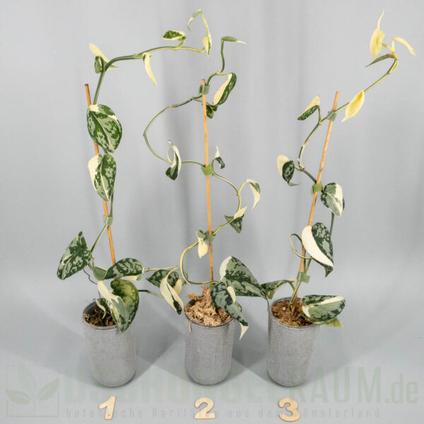 Scindapsus mayari variegata