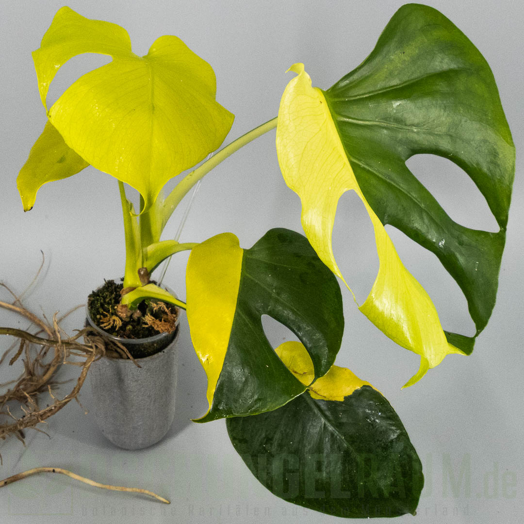 Monstera Electrolyte