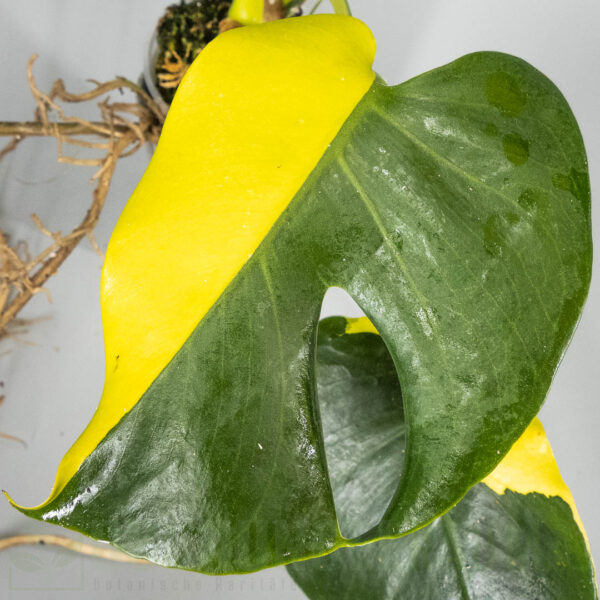 Monstera Electrolyte