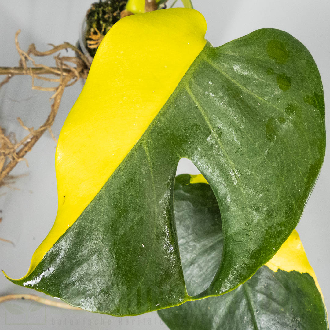 Monstera Electrolyte