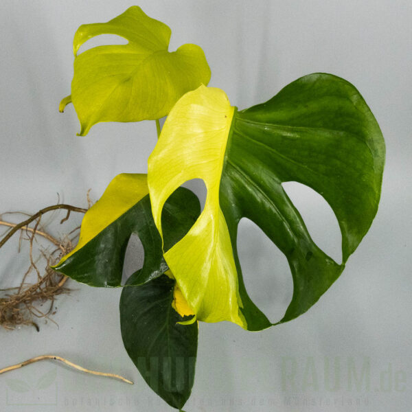 Monstera Electrolyte