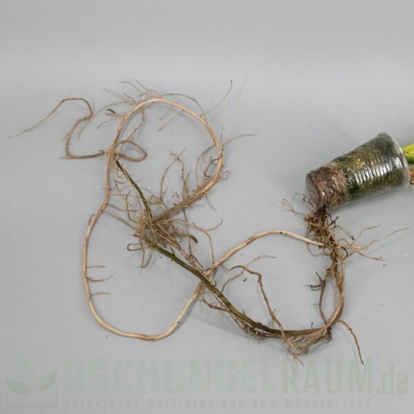 Monstera Electrolyte, LF, sehr selten #03 – Bild 4