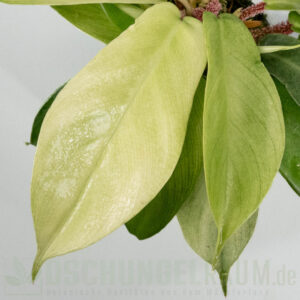 Philodendron squamiferum mint variegata