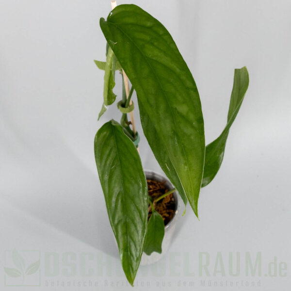 Monstera obliqua filamentous