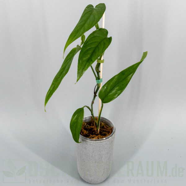 Monstera obliqua filamentous