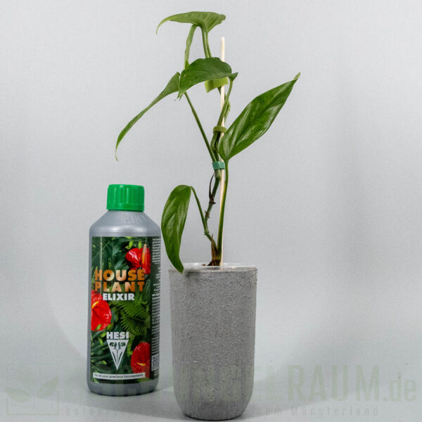 Monstera obliqua filamentous