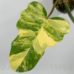 Philodendron Florida Beauty × mayoi variegata