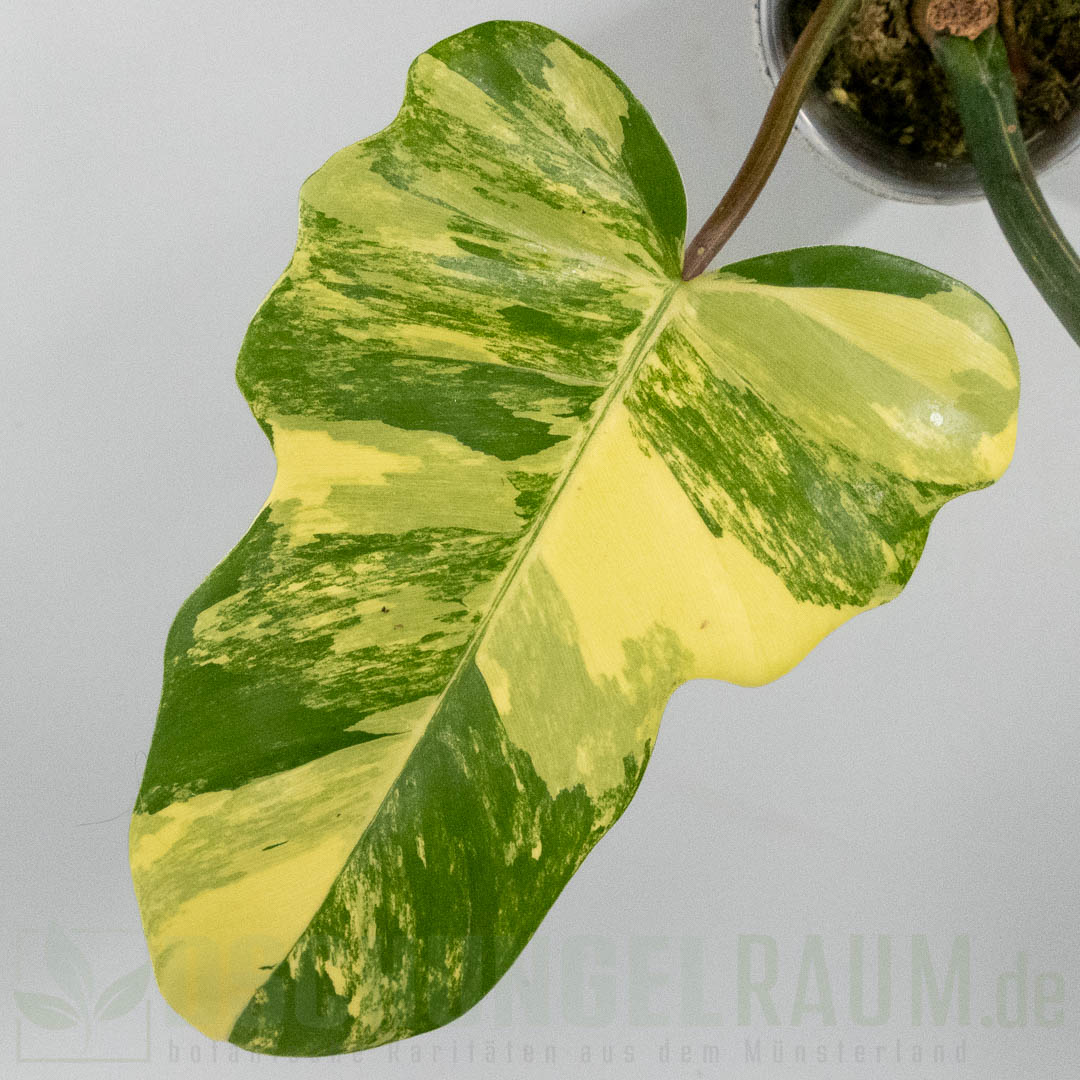 Philodendron Florida Beauty × mayoi variegata