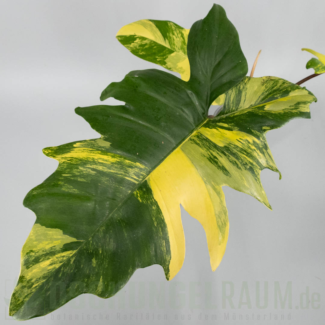 Philodendron Florida Beauty × mayoi variegata