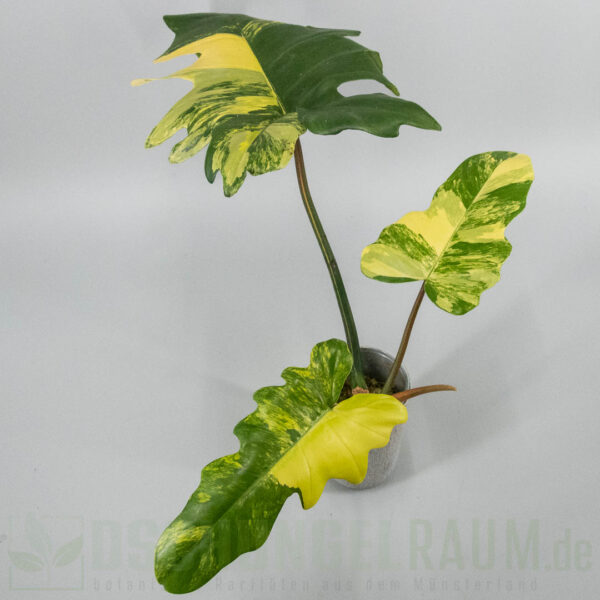 Philodendron Florida Beauty × mayoi variegata