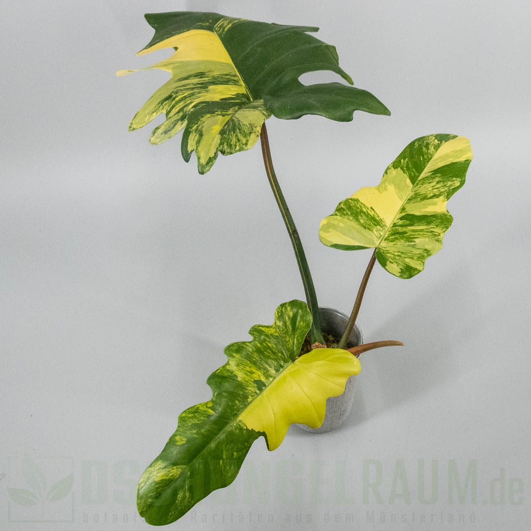 Philodendron Florida Beauty × mayoi variegata