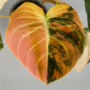 Philodendron melanochrysum Orange Bonfire