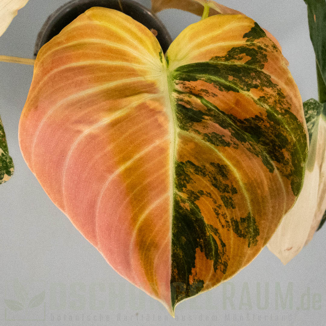 Philodendron melanochrysum Orange Bonfire