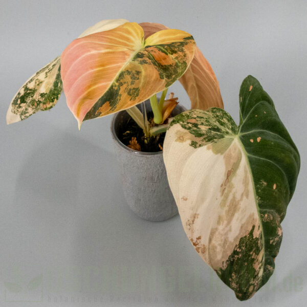 Philodendron melanochrysum Orange Bonfire