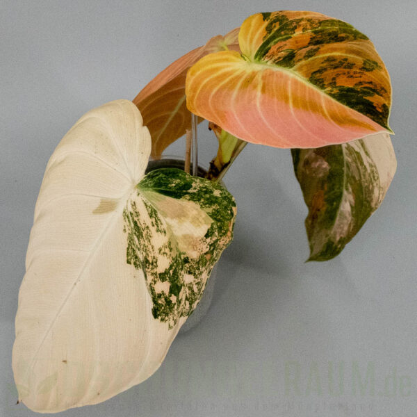 Philodendron melanochrysum Orange Bonfire