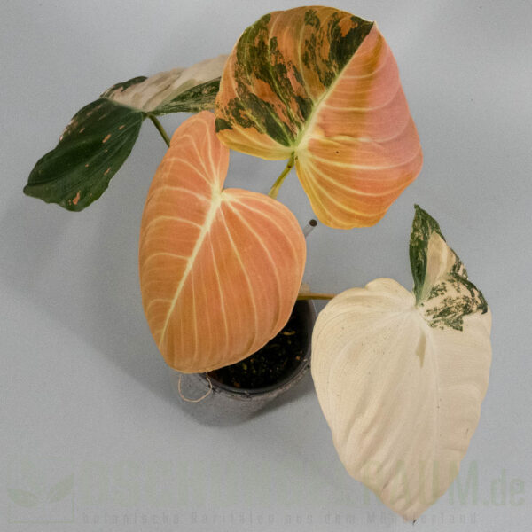 Philodendron melanochrysum Orange Bonfire