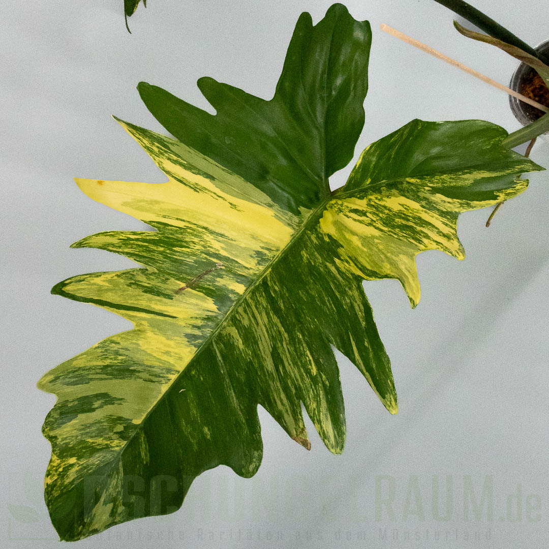 Philodendron florida beauty x mayoi variegata, Kopf, XL #05