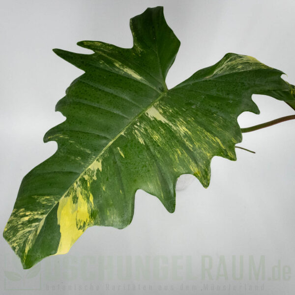 Philodendron florida beauty x mayoi variegata