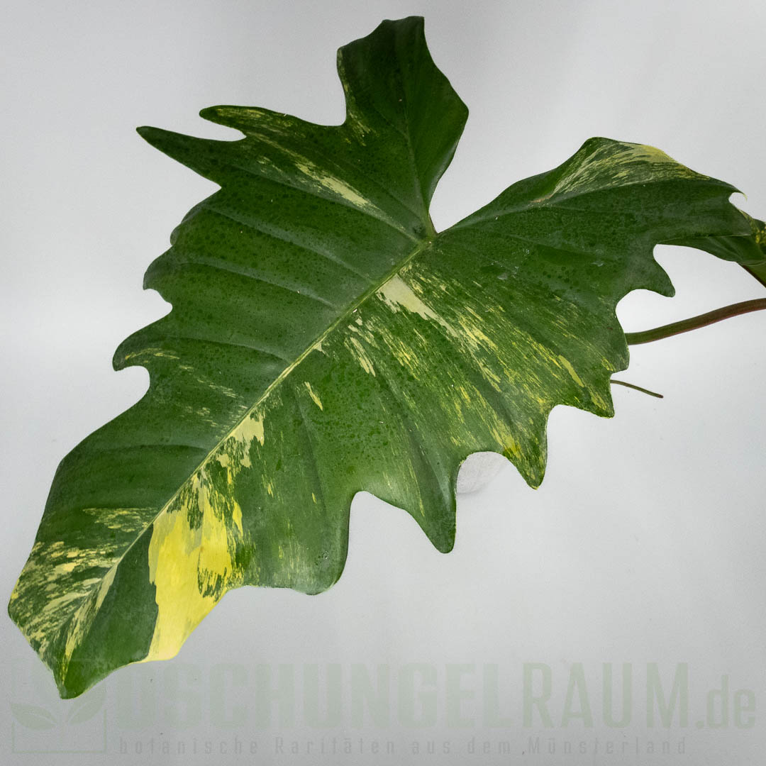 Philodendron florida beauty x mayoi variegata