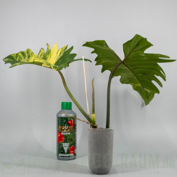 Philodendron florida beauty x mayoi variegata