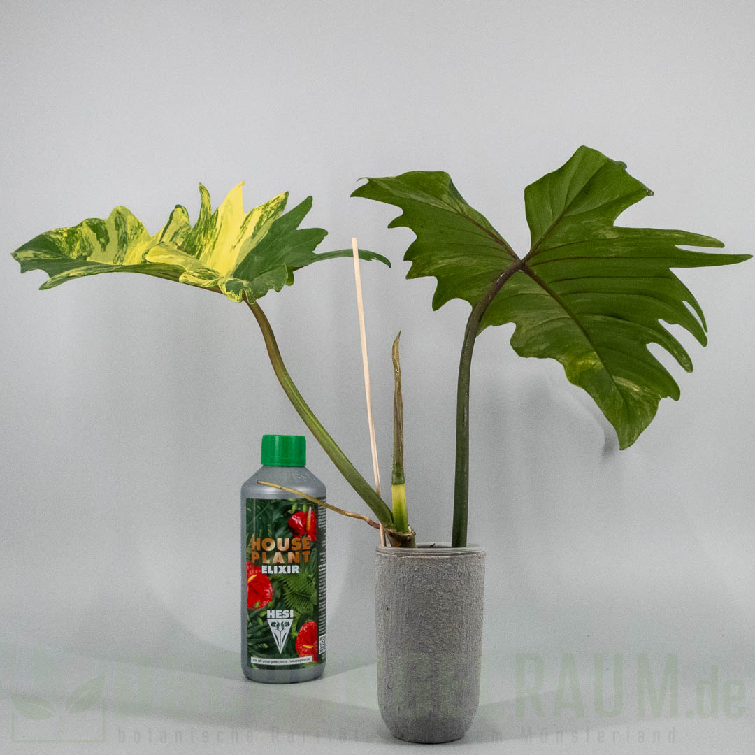 Philodendron florida beauty x mayoi variegata