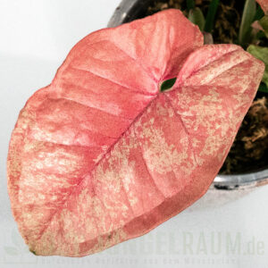 Syngonium pink venom