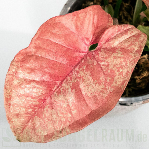 Syngonium pink venom