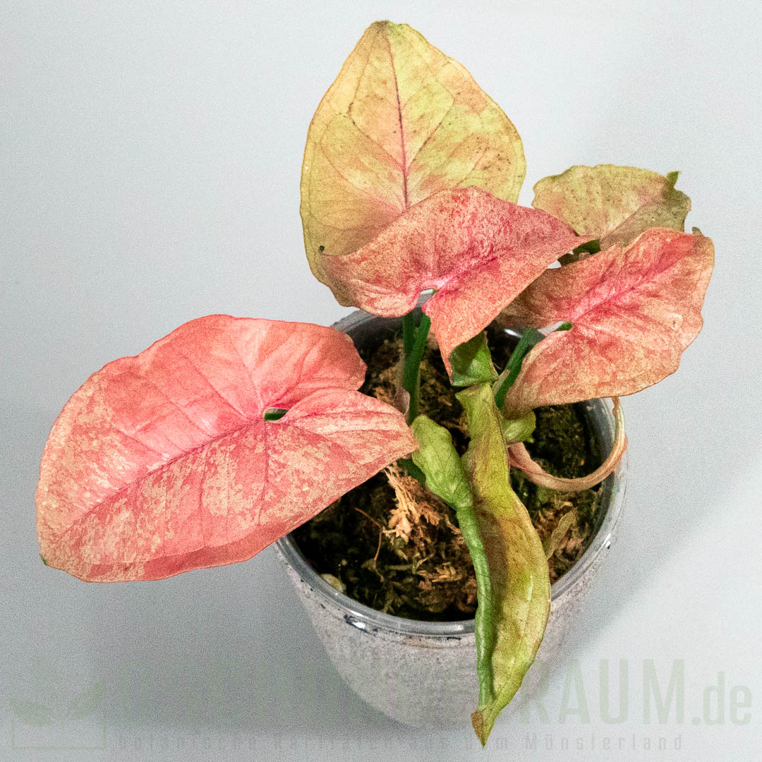 Syngonium pink venom