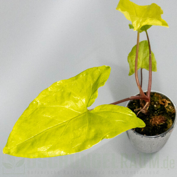Syngonium goldie