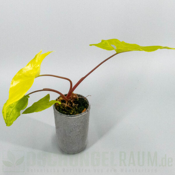 Syngonium goldie