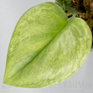 Scindapsus treubii Ghost Mint
