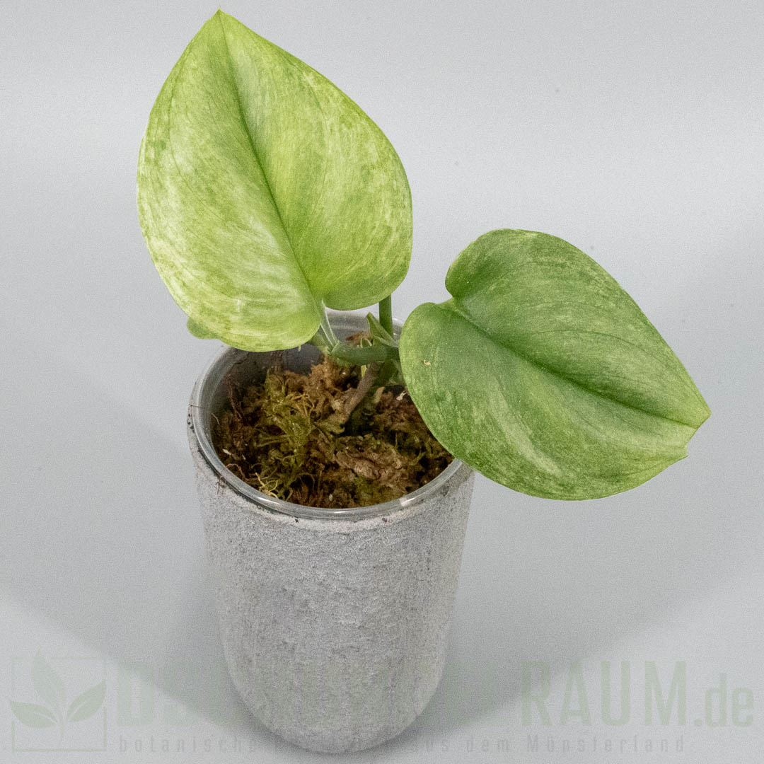Scindapsus treubii Ghost Mint
