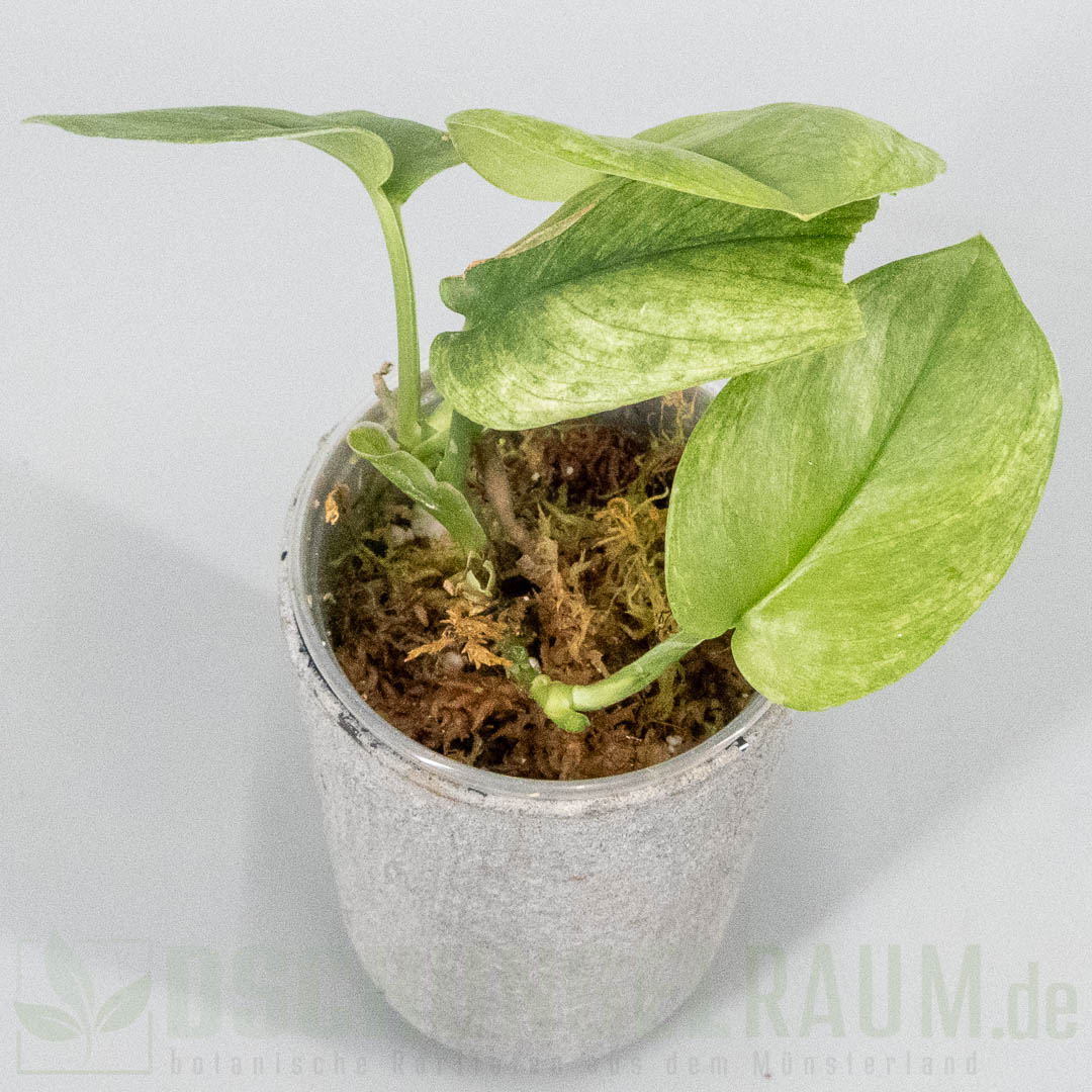 Scindapsus treubii Ghost Mint