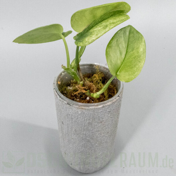Scindapsus treubii Ghost Mint