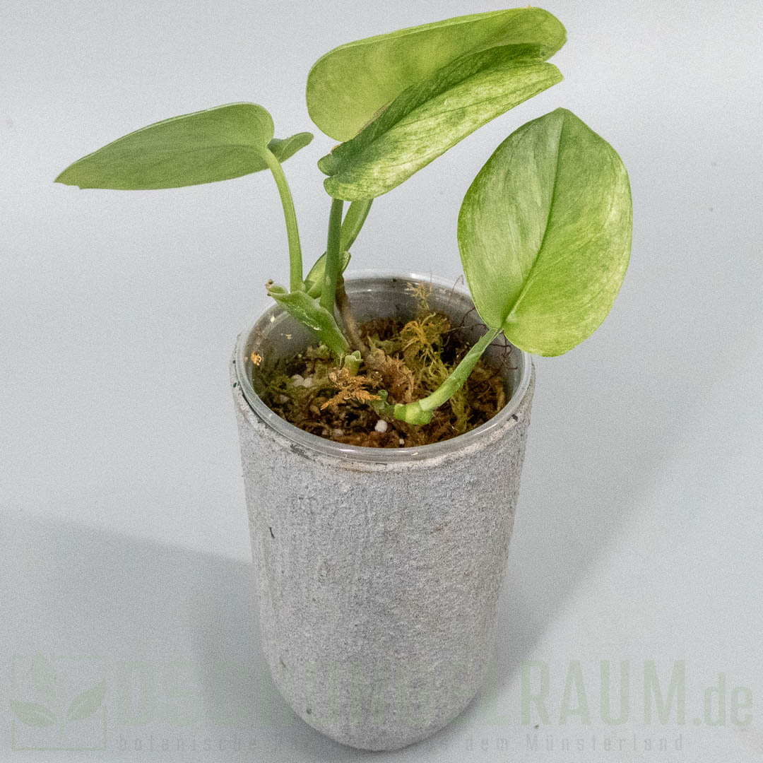 Scindapsus treubii Ghost Mint