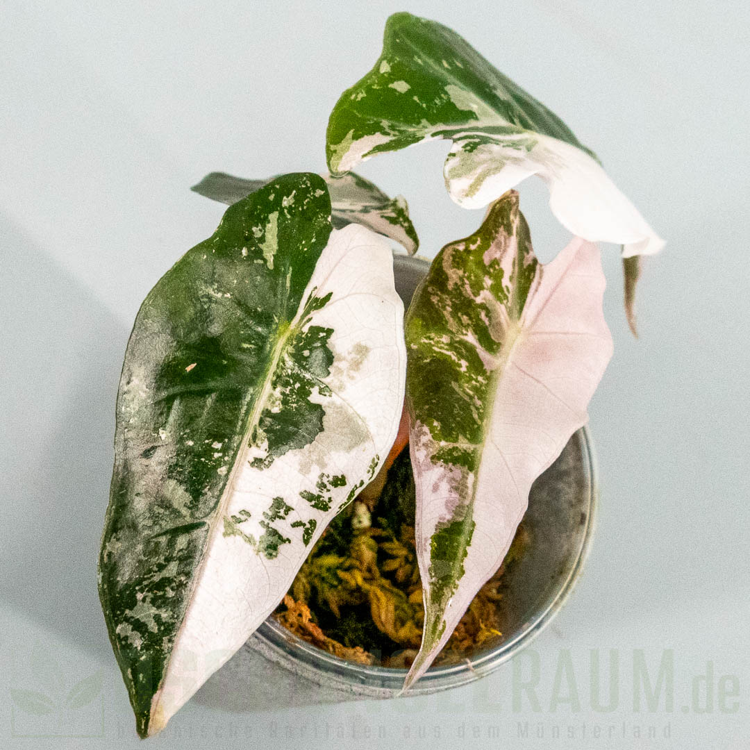 Alocasia polly snowflake