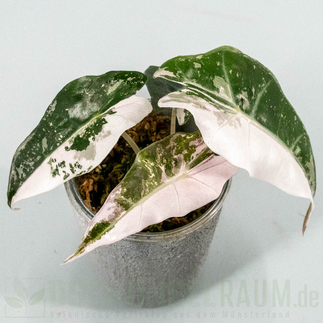 Alocasia polly snowflake