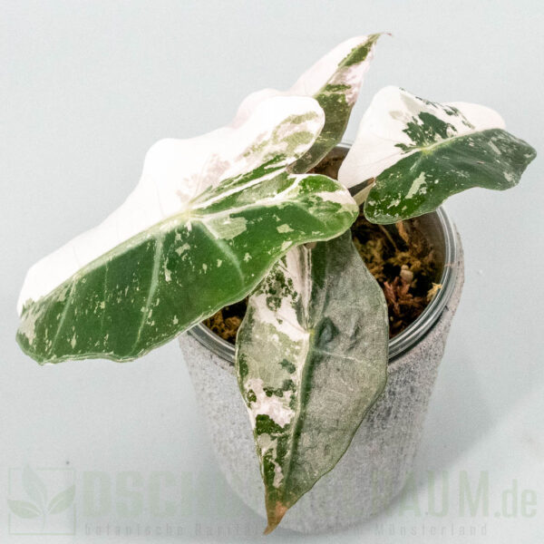 Alocasia polly snowflake