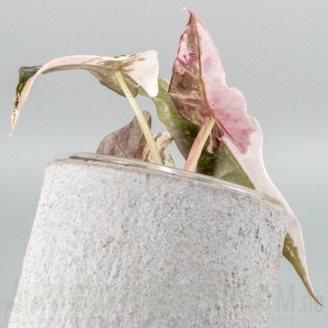Alocasia polly snowflake