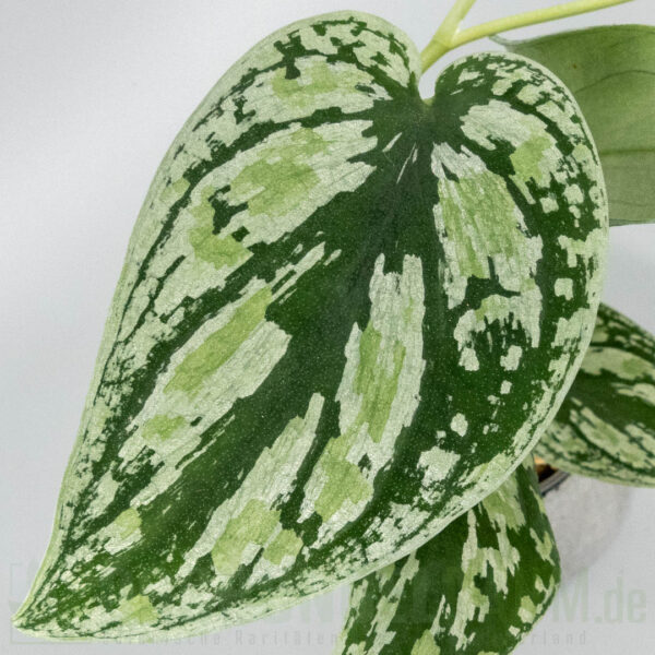 Scindapsus multicolor
