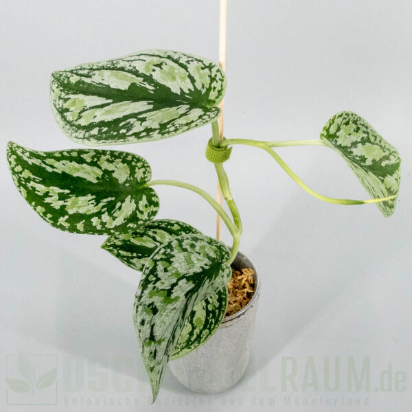 Scindapsus multicolor