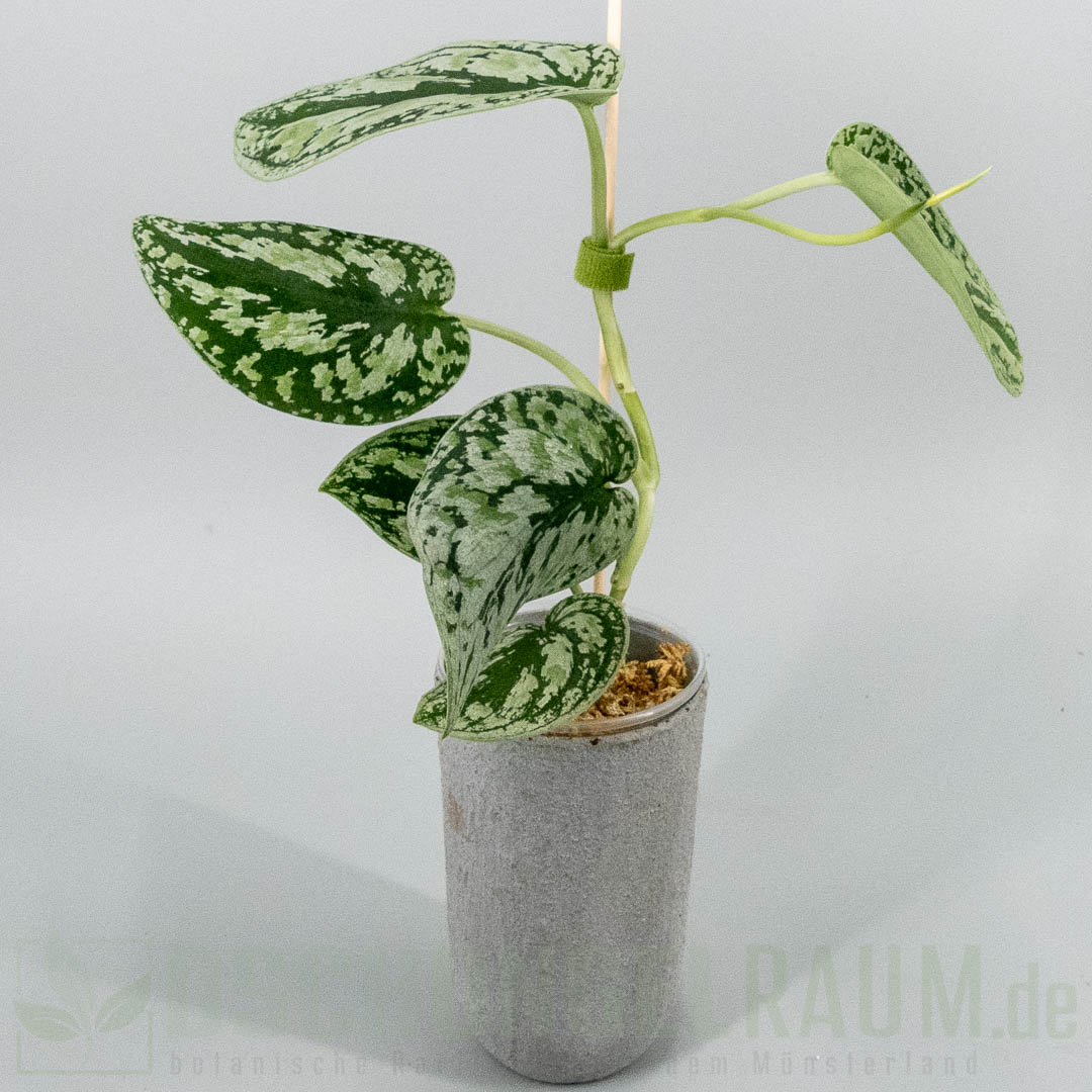 Scindapsus multicolor