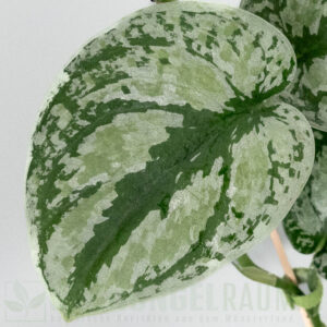 Scindapsus tricolor sumatra silver