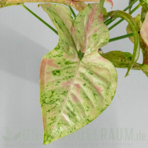 Syngonium milk confetti tricolor
