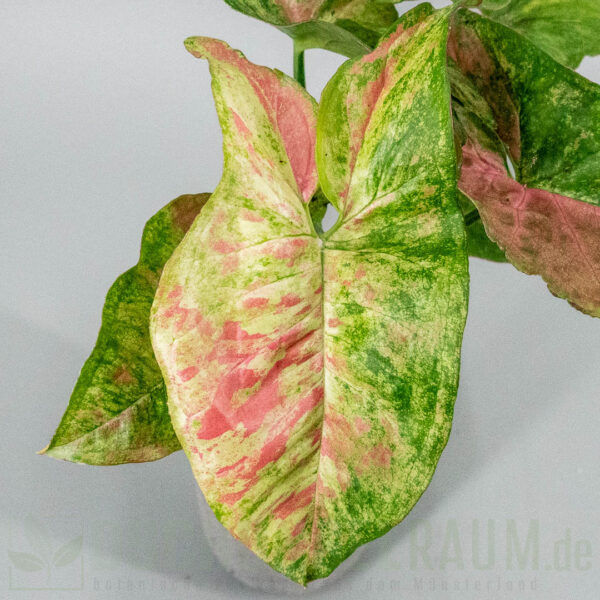 Syngonium Pink Fog