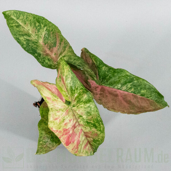 Syngonium Pink Fog