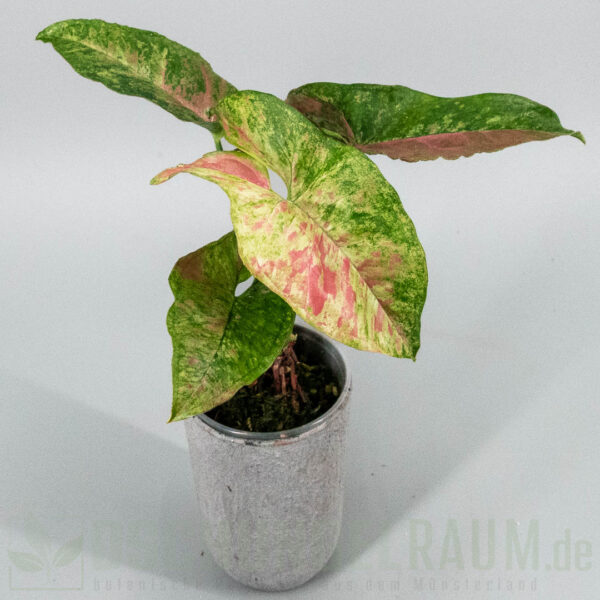 Syngonium Pink Fog